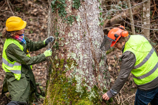 How Our Tree Care Process Works  in  Storrs, CT