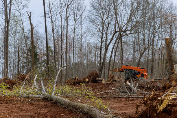 Trusted Storrs, CT Tree Services Experts